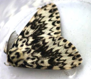 Black Arches moth
